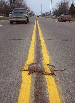 rat ecrase