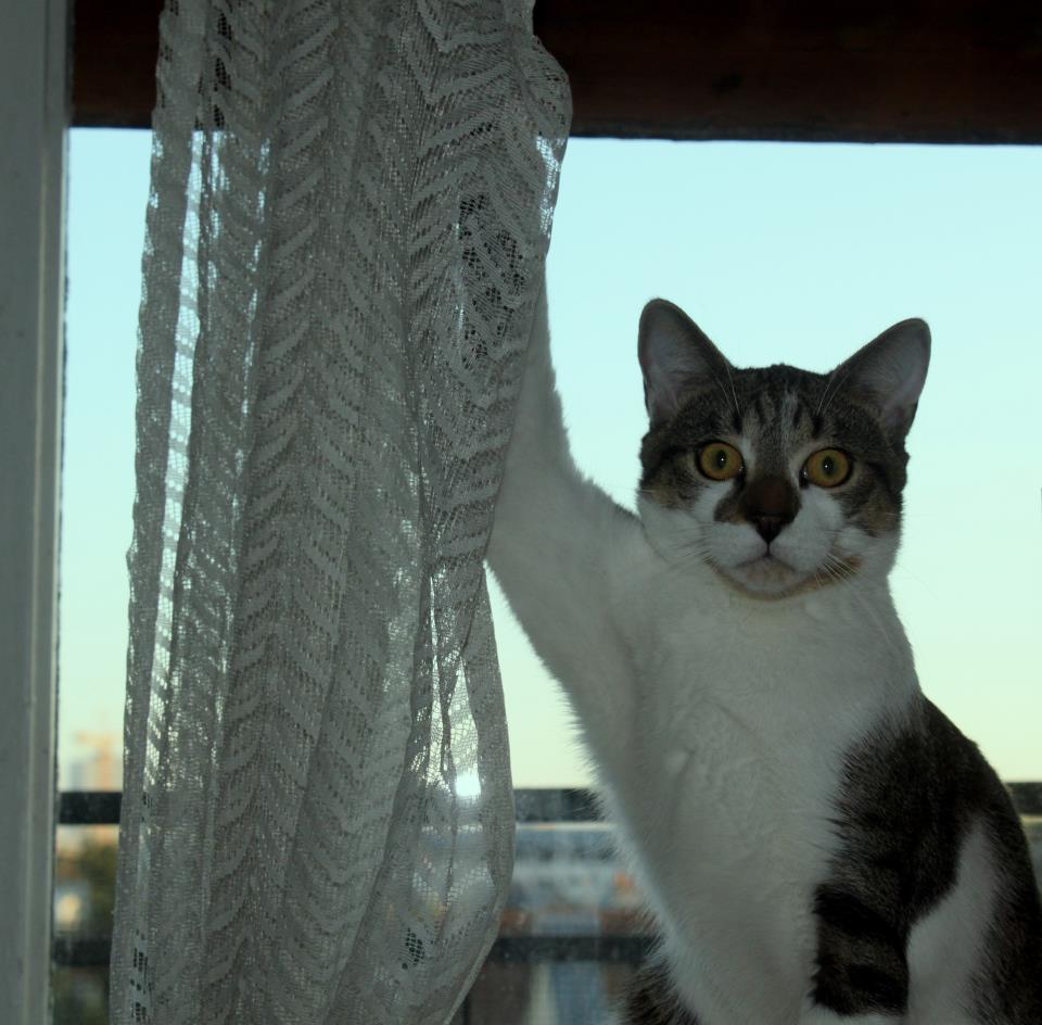 lol cat