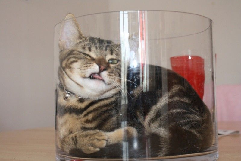 comite contre les chats