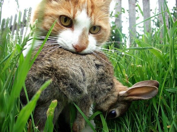 chat lapin