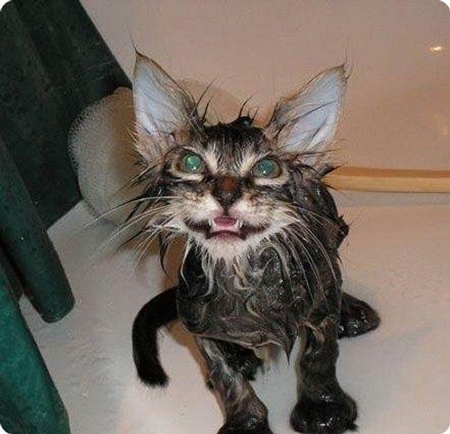 chat mouillé