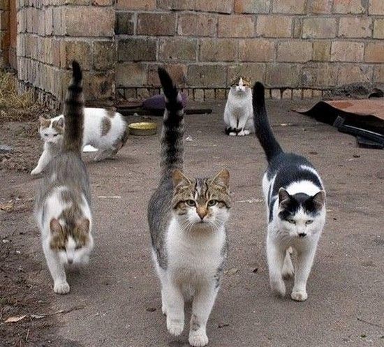 chats gang