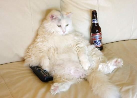 chat bière