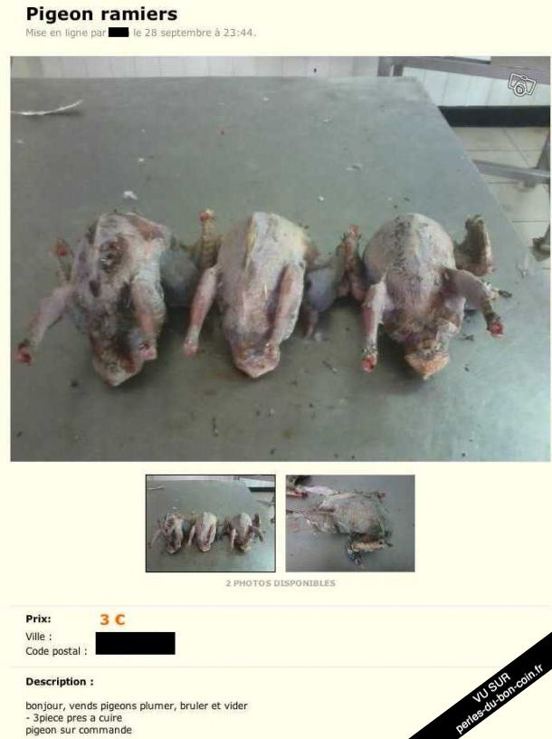 pigeon