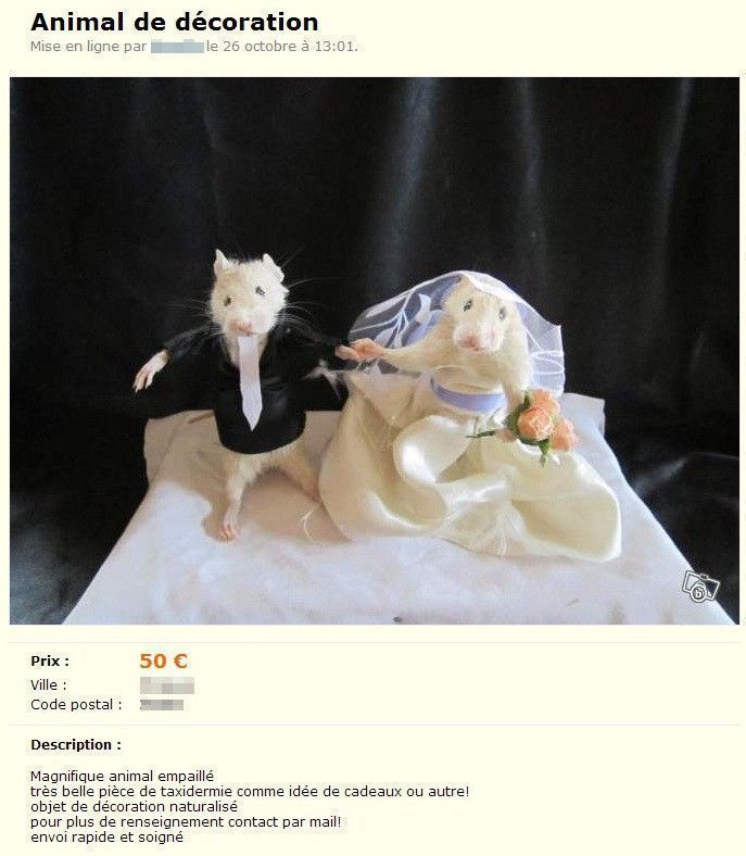 annonces rat