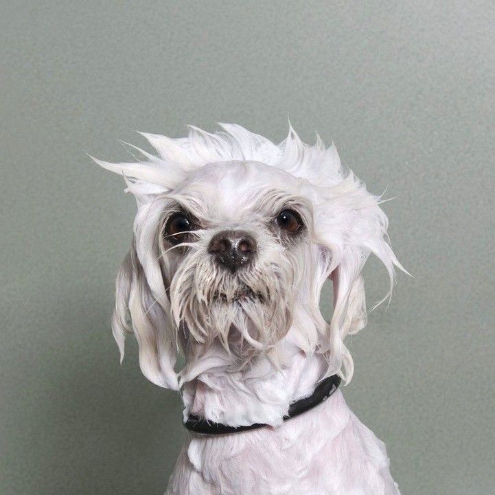 wet dog sophie gamand