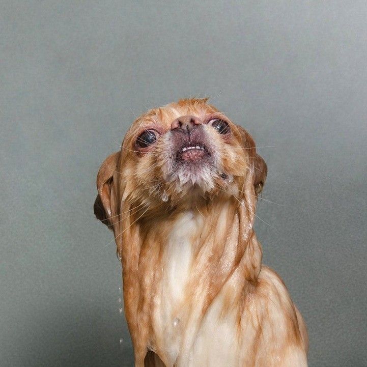 wet dog sophie gamand