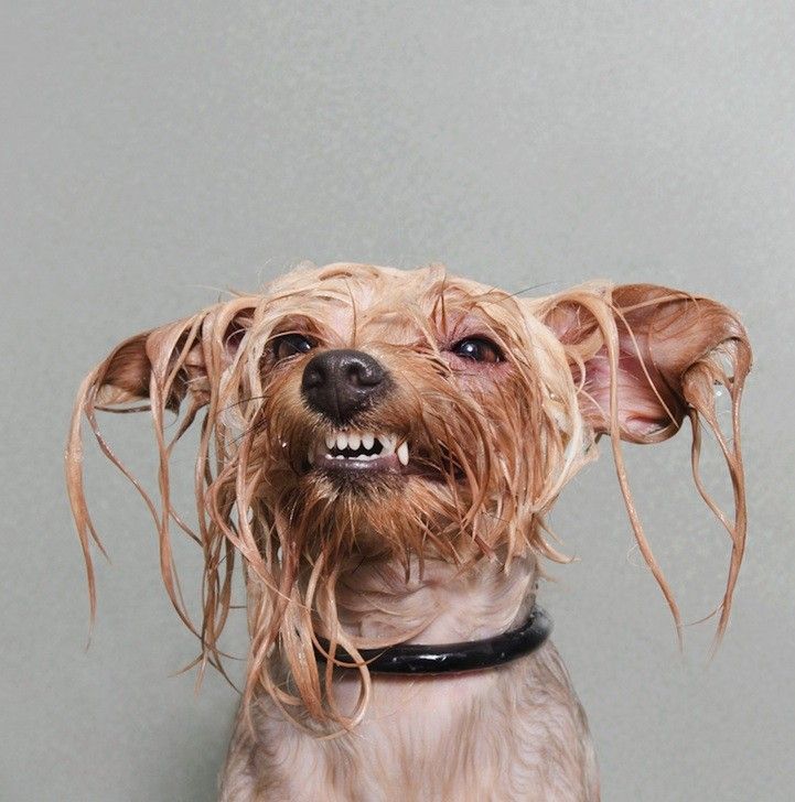 wet dog sophie gamand