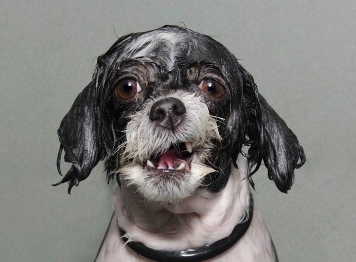 sophie gamand chiens