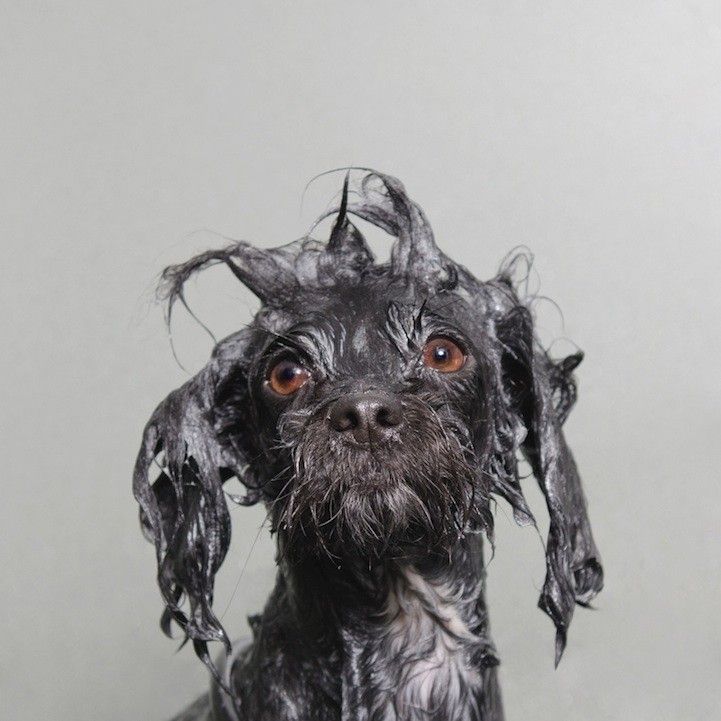 wet dog sophie gamand