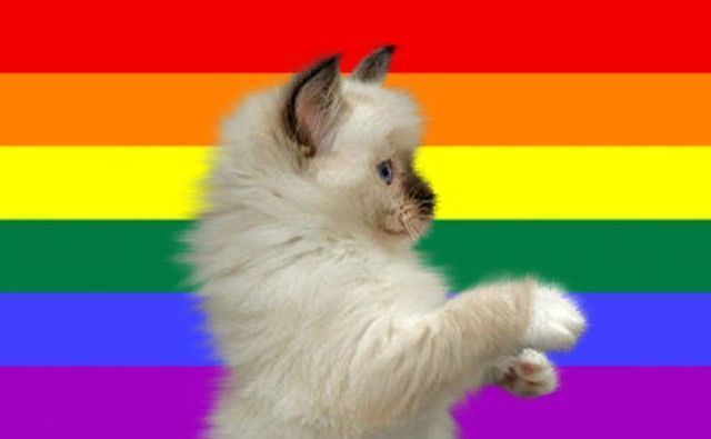 Chat homosexuel