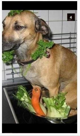 chien