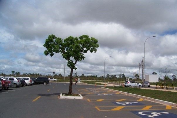 arbre sur la voie
