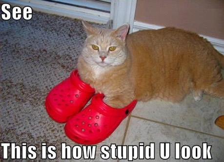 cat-look-stupid-crocs