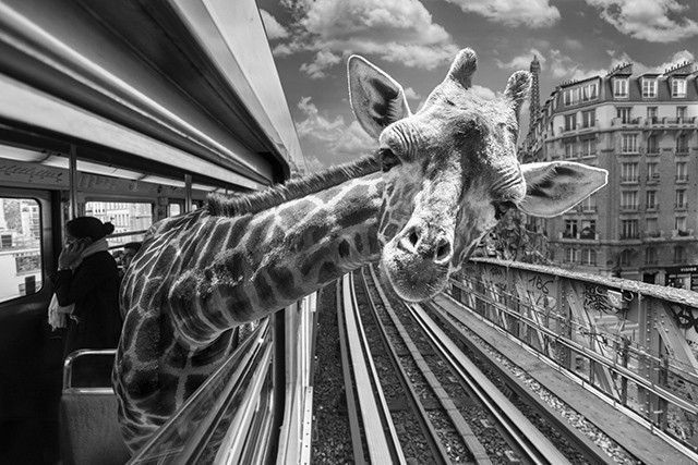 girafe-photo
