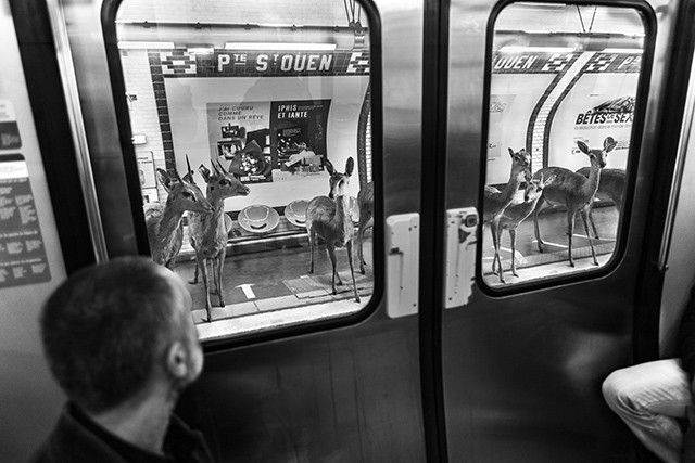 savane-métro-photo