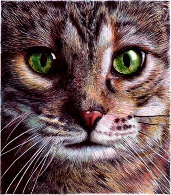 cat-silva