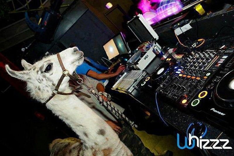Ultimate DJ dj-llama
