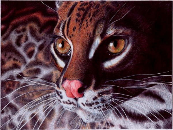 margay_cat