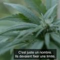 uruguay-cannabis