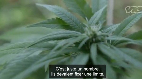  uruguay-cannabis