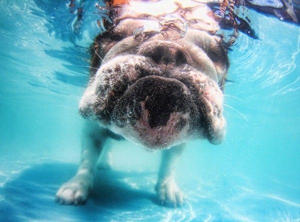 chien-photo-eau-english-bulldog-2