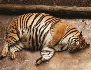 gros-tigre-triste