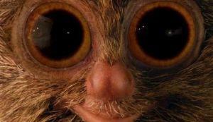 mcvities tarsier yeux