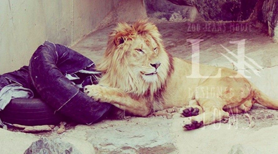 zoo jeans lion