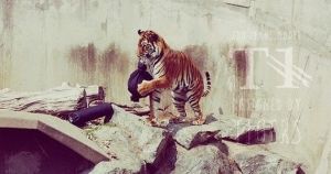 zoo jeans tigre