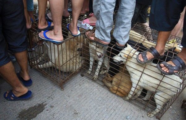 festival yulin