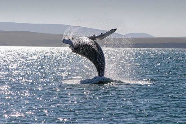 Humpback whale breaching, Husavik, Iceland. Image shot 2009. Exact date unknown.