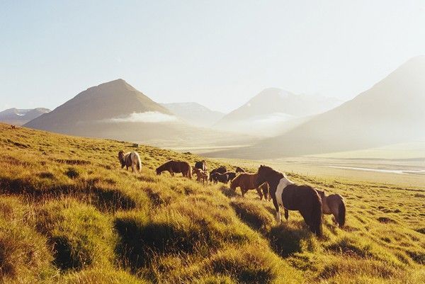 Icelandic Horses in Oxnadalur Valley