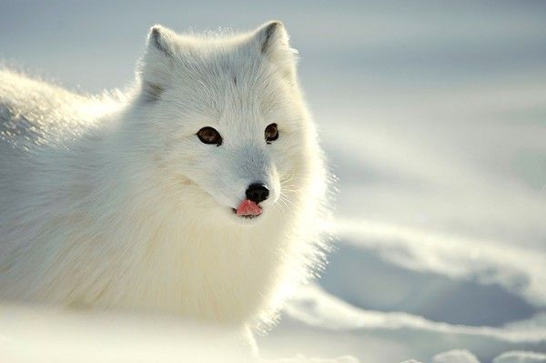 arctic fox [Alopex lagopus] in snow with white winter fur