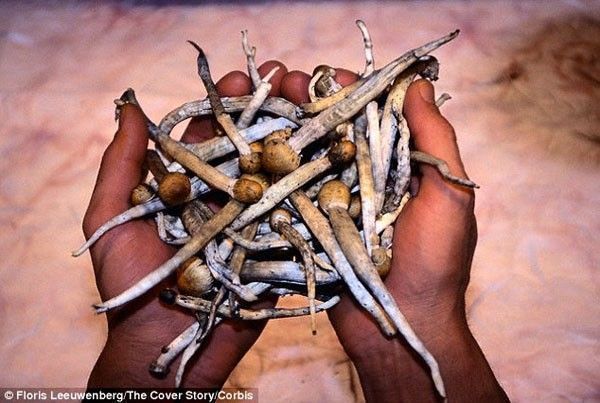 Open Minded organise un casting pour tester les champignons hallucinogènes