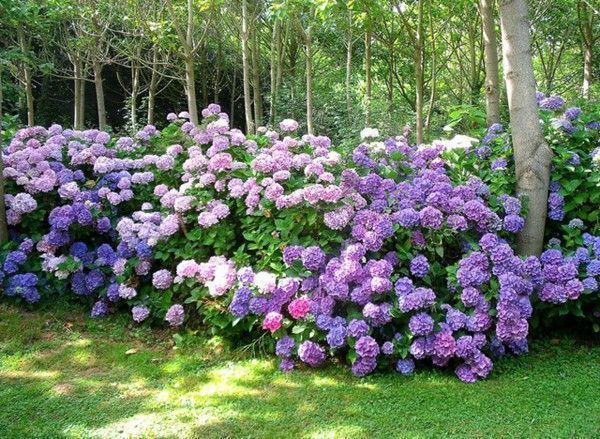 hortensia