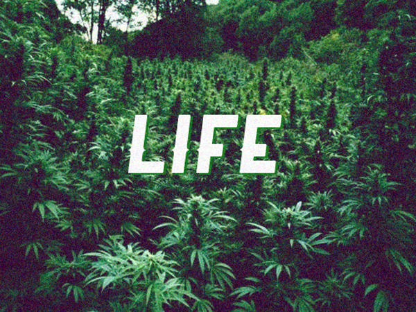 life cannabis