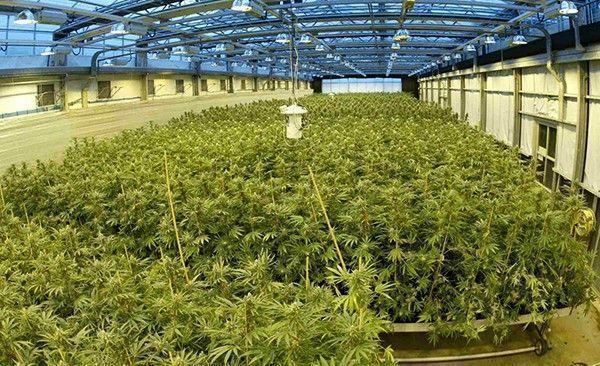 grande-production-cannabis
