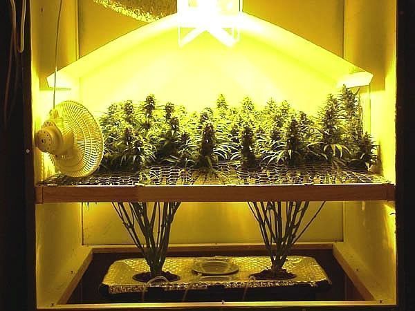 marijuana chanvre lampes culture interieur pot cannabis fumer plante acheter