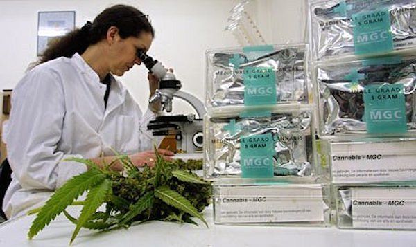 Weed lab