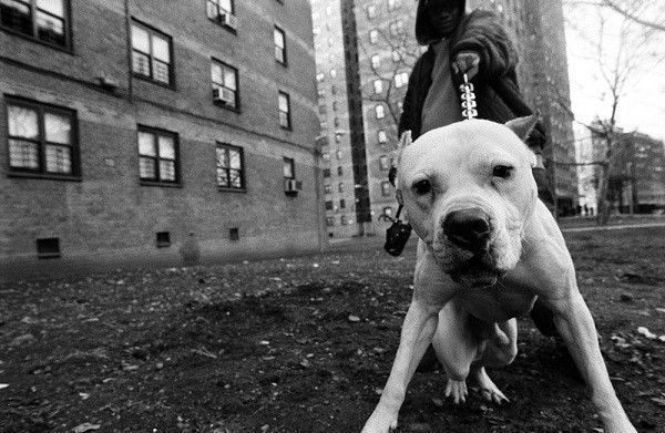 boogie-solo-pitbull
