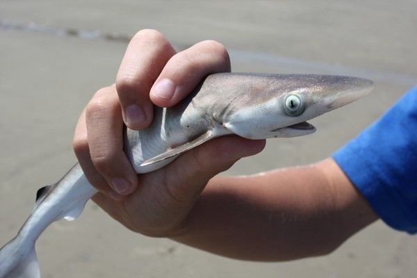 requin animaux