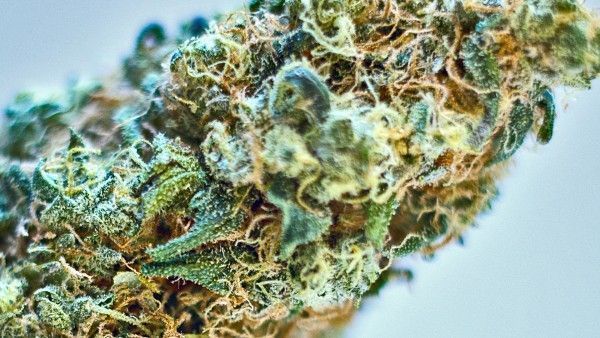 weed