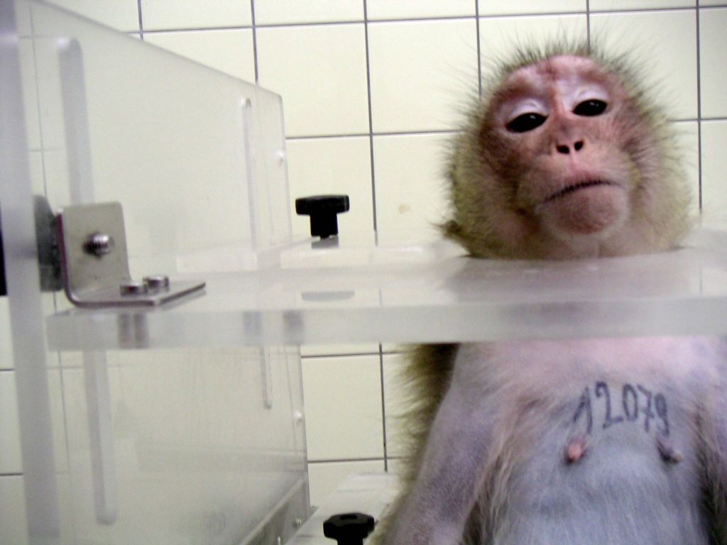 singes laboratoires