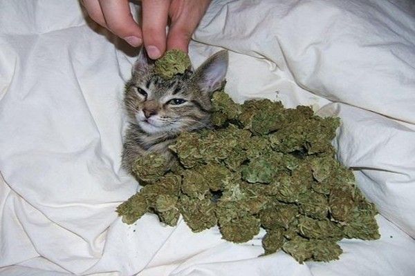 weed