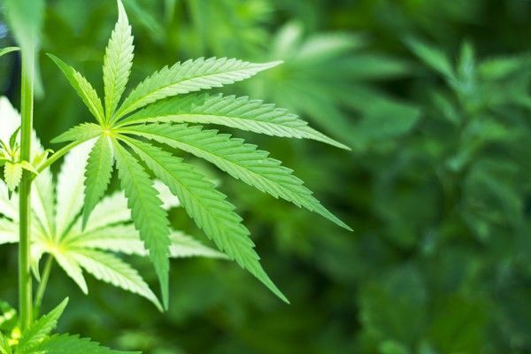 cannabis canada légalisation