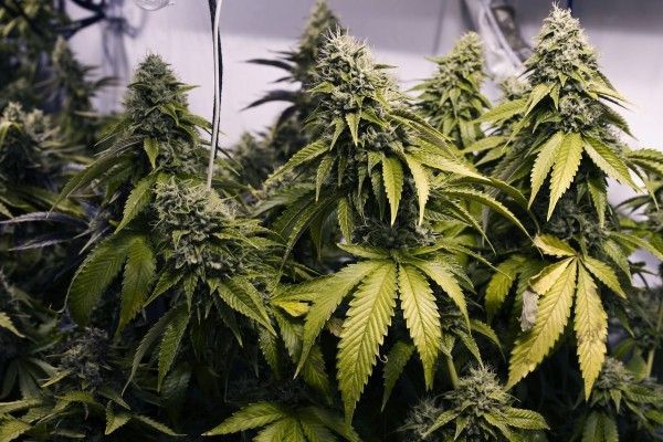 cannabis