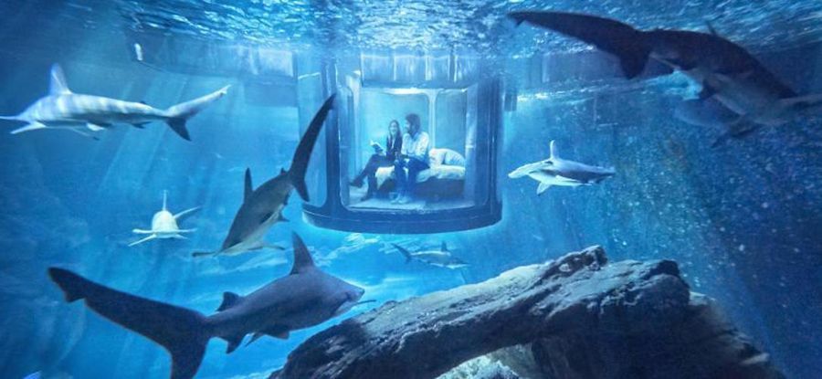 chambre aquarium requins