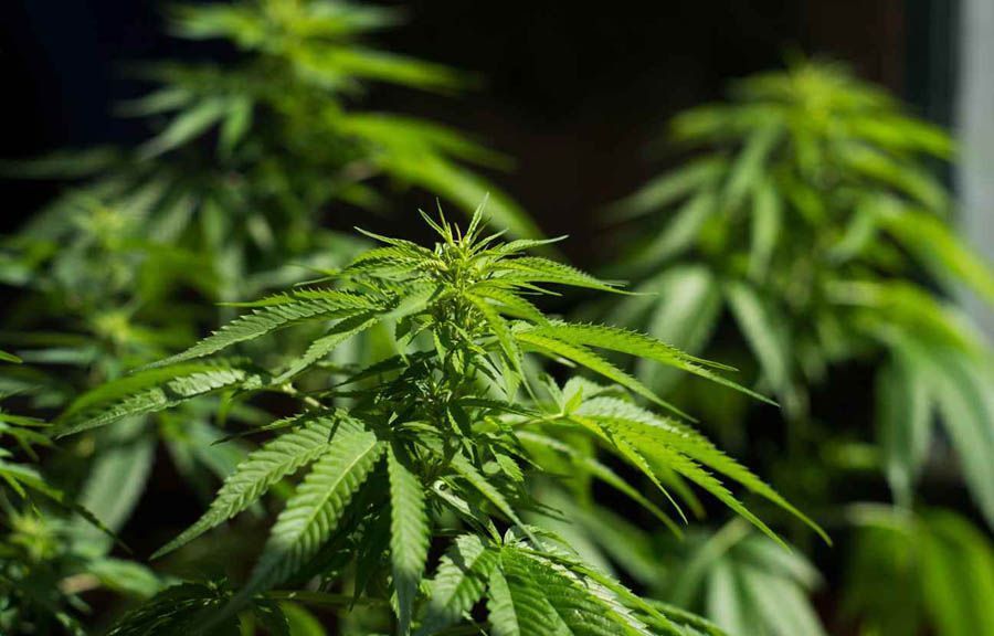 cannabis