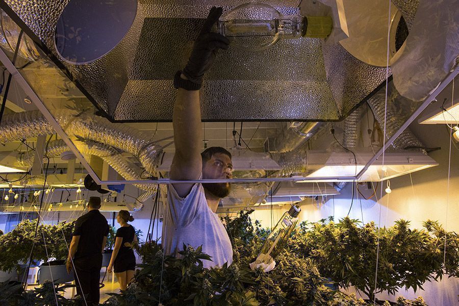 cannabis cannabis